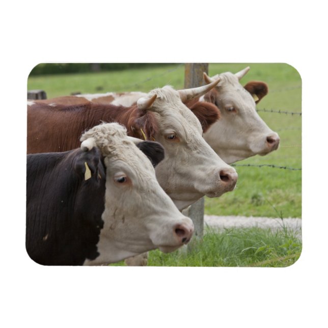 Three Cows in a Row Magnet (Horizontal)