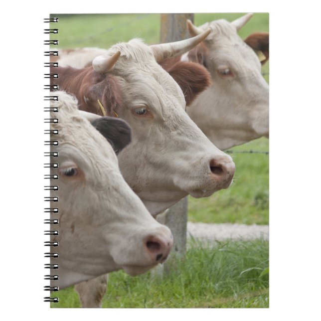 Three Cows in a Row Notebook (Front)
