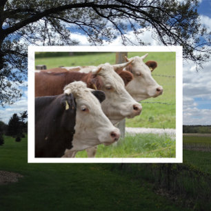 Three Cows in a Row Postcard