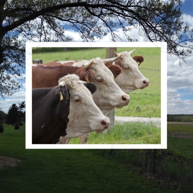 Three Cows in a Row Postcard (Creator Uploaded)