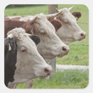 Three Cows in a Row Stickers