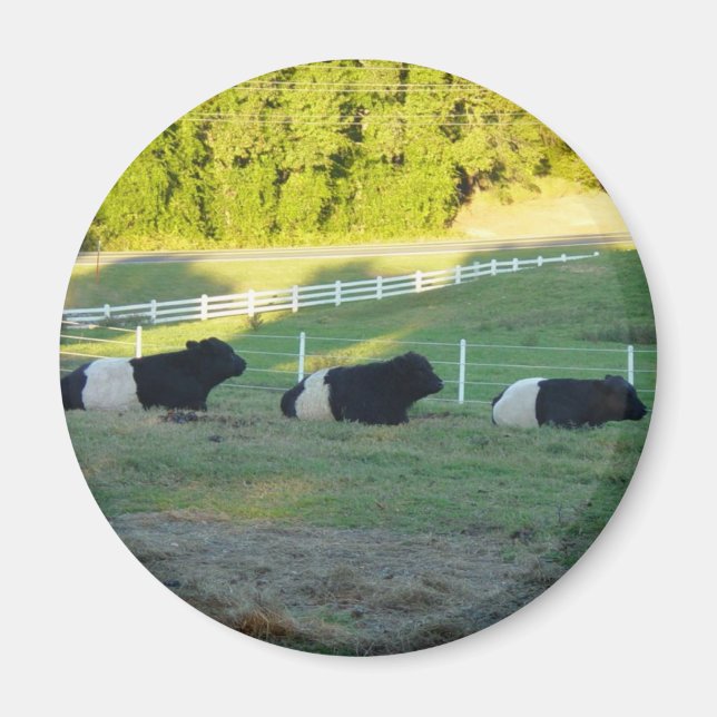 three cows magnet (Front)