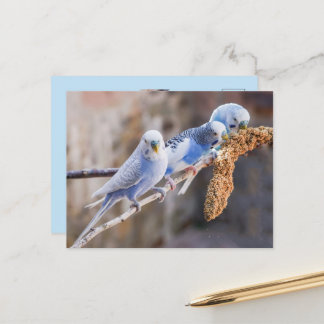 Three Cute Blue Budgies Custom Photo Postcard