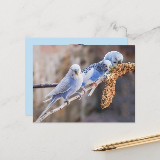 Three Cute Blue Budgies Custom Photo  Postcard (Front/Back In Situ)