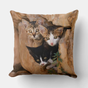 Three Cute Curious Cat Kittens Faces Funny Photo - Cushion