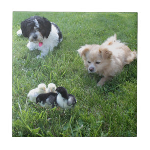 Three cute dogs in grass tile