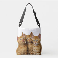 Three Cute Ginger Cat Kittens Friends Head Photo -