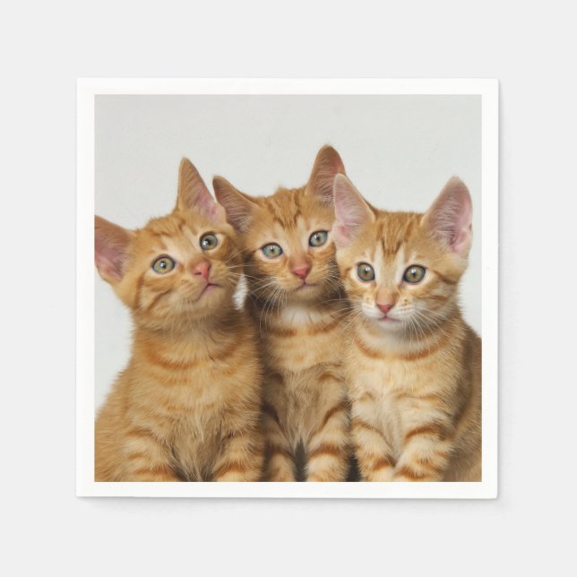 Three Cute Ginger Cat Kittens Friends Head Photo / Napkin (Front)