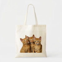 Three Cute Ginger Cat Kittens Friends Head Photo -