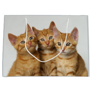 Three cute ginger kittens side by side large gift bag