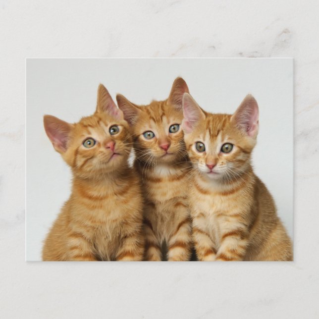 Three cute ginger kittens side by side postcard (Front)