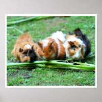 Three Cute Guinea Pigs in a Row Eating Celery