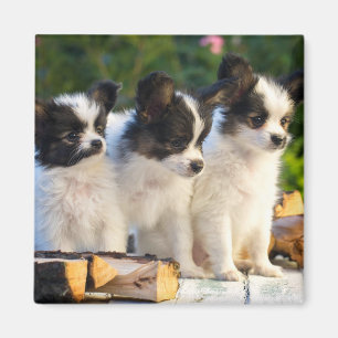 Three Cute Papillon Puppies on a Garden Bench  Magnet