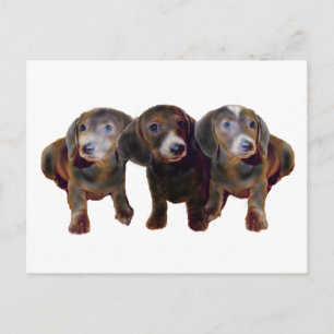 Three Dachshund Dogs Postcard