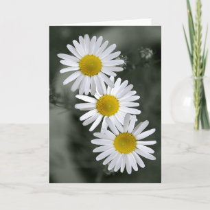 Three Daisies Greeting Card