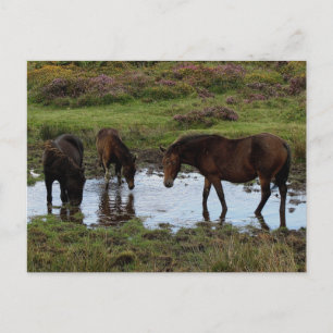 Three Dartmoor Ponies Drinking At Watering Hole Postcard