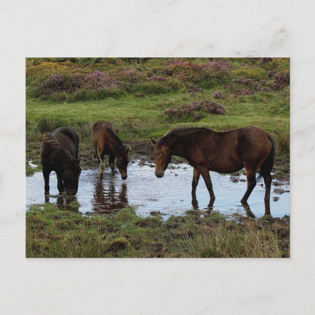 Three Dartmoor Ponies Drinking At Watering Hole Postcard (Front)