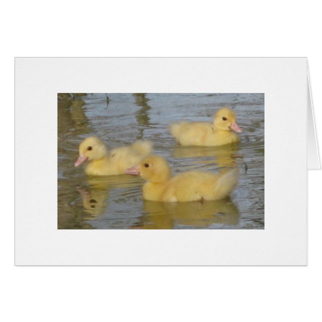 Three Day Old Muscovy Ducklings (Front Horizontal)