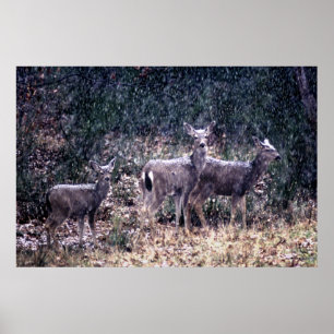 Three Deer in Snow - Sierra Nevadas Poster