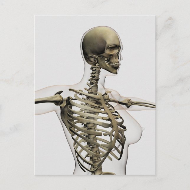 Three Dimensional View Of Female Rib Cage Postcard (Front)
