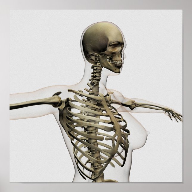Three Dimensional View Of Female Rib Cage Poster (Front)