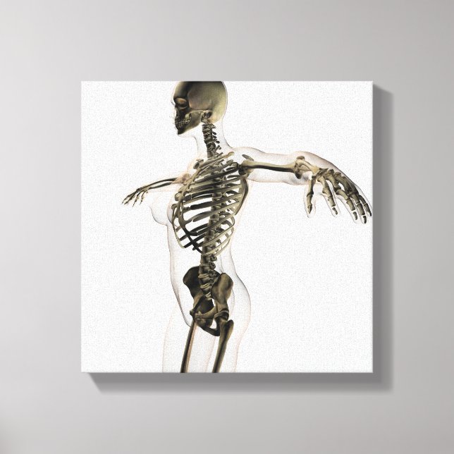 Three Dimensional View Of Female Skeletal System Canvas Print (Front)