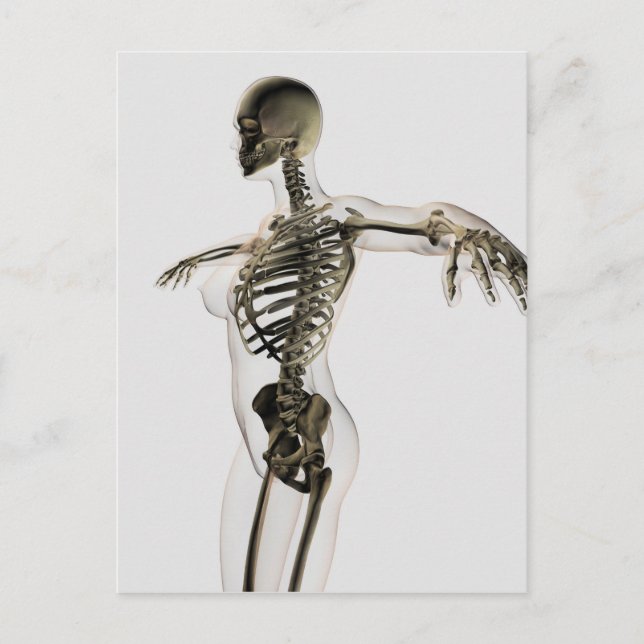 Three Dimensional View Of Female Skeletal System Postcard (Front)