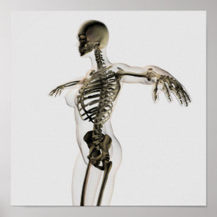 Three Dimensional View Of Female Skeletal System Poster