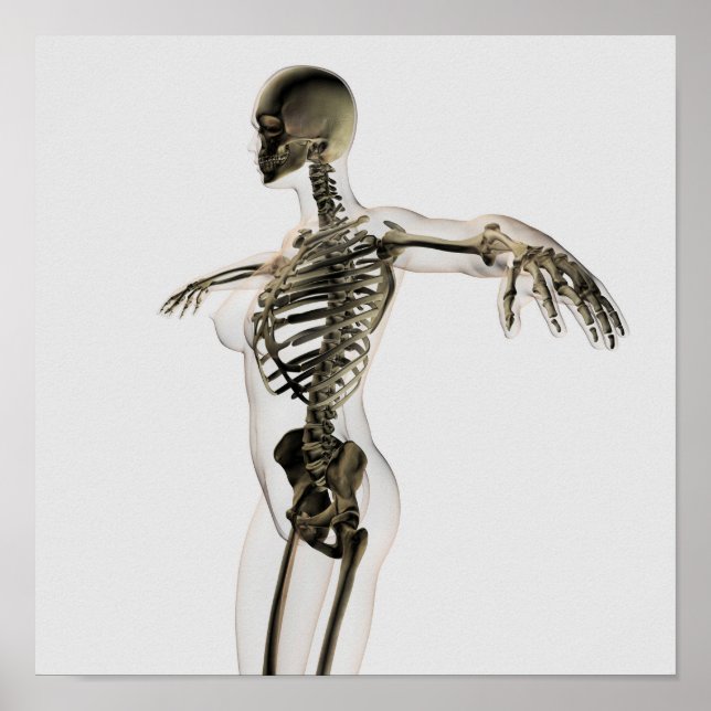 Three Dimensional View Of Female Skeletal System Poster (Front)