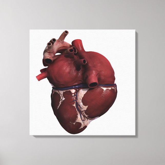 Three Dimensional View Of Human Heart, Back Canvas Print (Front)