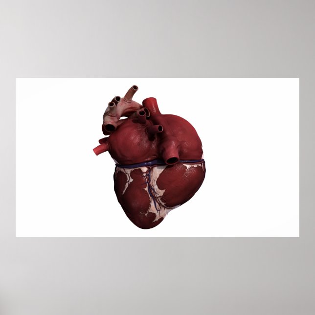 Three Dimensional View Of Human Heart, Back Poster (Front)
