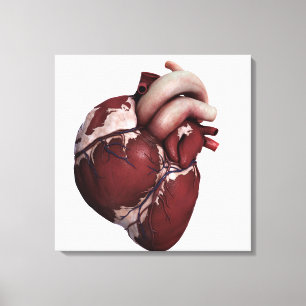 Three Dimensional View Of Human Heart, Front Canvas Print