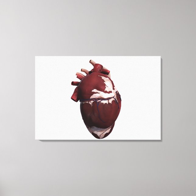 Three Dimensional View Of Human Heart, Left Side Canvas Print (Front)