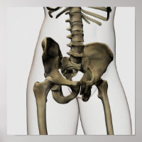 Three Dimensional View Of Human Pelvic Bones