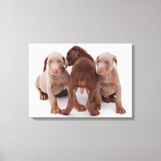 Three Doberman pinscher puppies Canvas Print