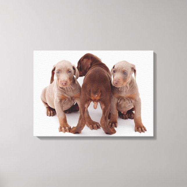 Three Doberman pinscher puppies Canvas Print (Front)