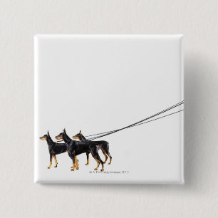 Three Dobermans on leash 15 Cm Square Badge
