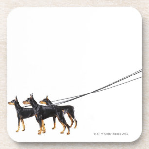 Three Dobermans on leash Coaster