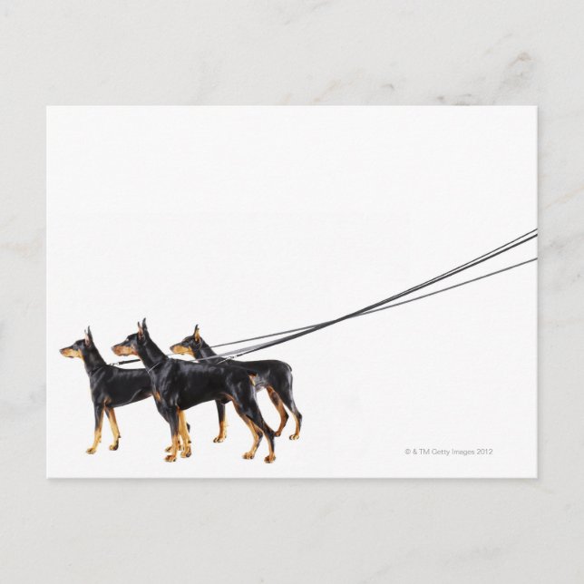 Three Dobermans on leash Postcard (Front)