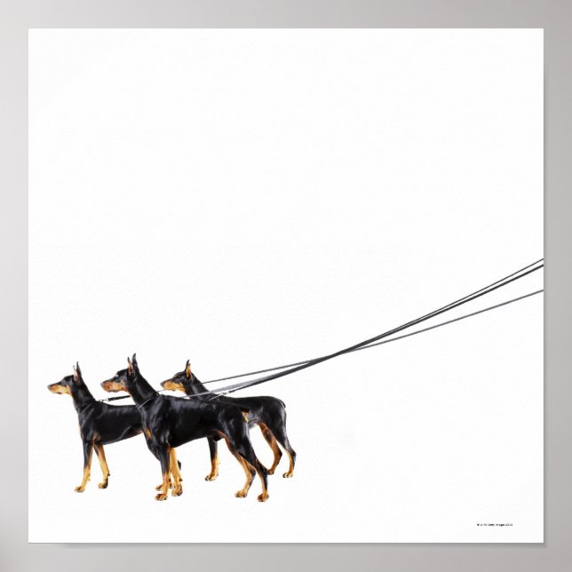Three Dobermans on leash Poster (Front)