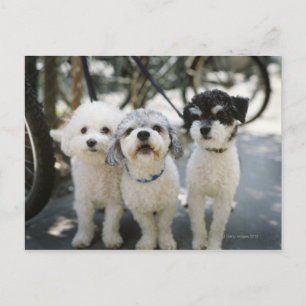 Three dogs postcard