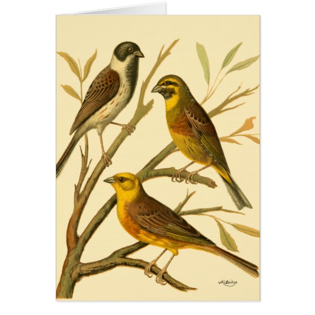 Three Domestic Birds Perched on a Branch (Front)