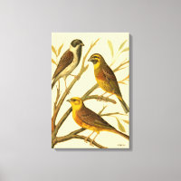 Three Domestic Birds Perched on a Branch