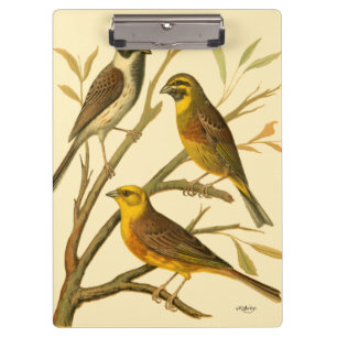 Three Domestic Birds Perched on a Branch Clipboard