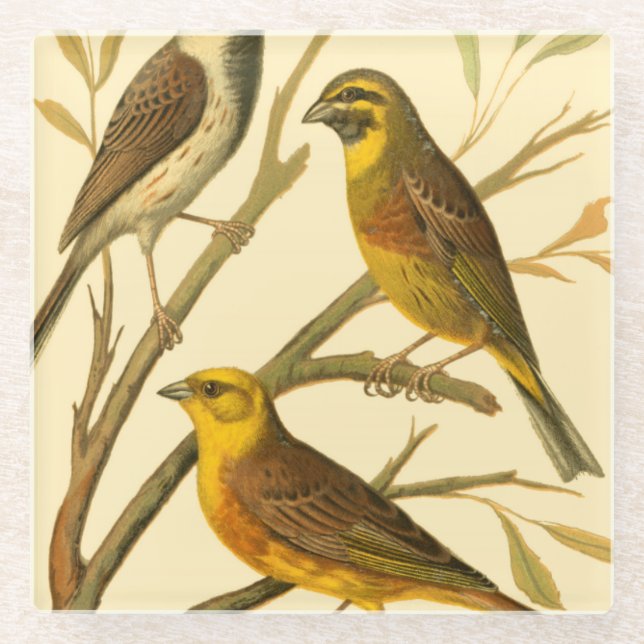 Three Domestic Birds Perched on a Branch Glass Coaster (Front)