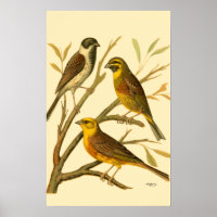 Three Domestic Birds Perched on a Branch