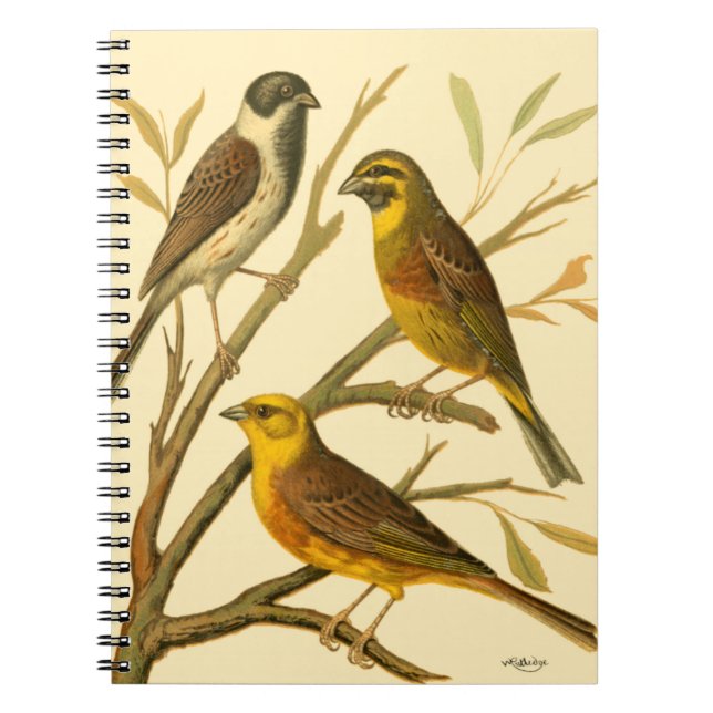 Three Domestic Birds Perched on a Branch Spiral Notebook (Front)