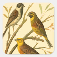 Three Domestic Birds Perched on a Branch