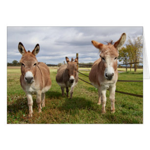 Three Donkey’s