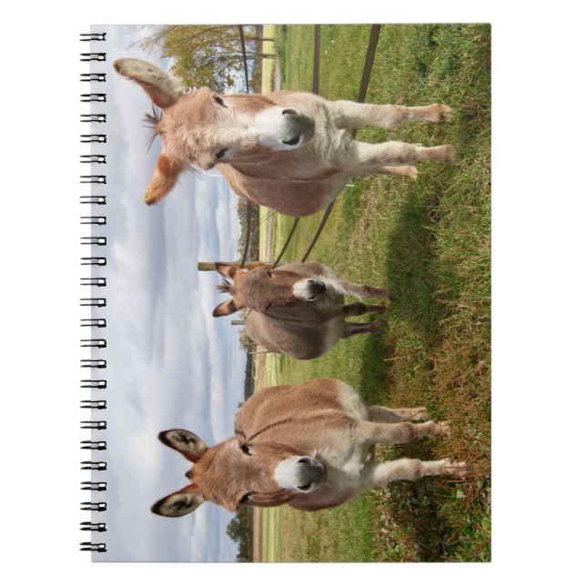 Three Donkey’s Spiral Notebook (Front)